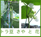 トラ豆サヤと花2013.10.01