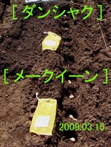 ジャガイモ植付2009.03.15.jpg