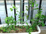 キヌサヤ2010.02.02.jpg