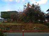 農家09.10.28.jpg