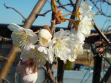 暖地サクランボ開花2013.03.09