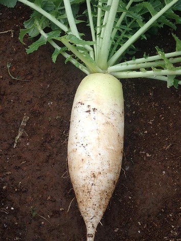 三太郎大根2019.12.25