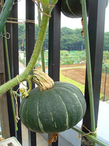 プランター栽培ミニカボチャ収穫09.07.17.jpg