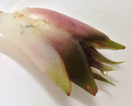 ミョウガ収穫2013.09.18