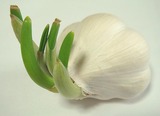 にんにく2012.02.27