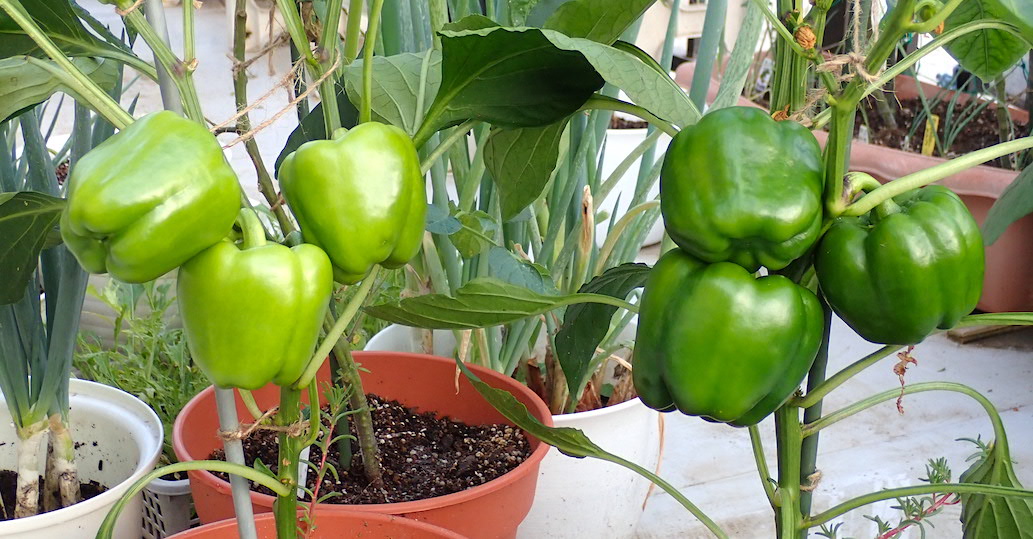 パプリカと万願寺唐辛子の様子 カラフルトマトたち ミディアムルビー中玉トマト苗 ミツバ シソ収穫 ジャスティス3番手 早どりほうれん草2番手 Heyモーの家庭菜園を楽しむ パプリカと万願寺唐辛子の様子 カラフルトマトたち ミディアムルビー中玉トマト苗 ミツバ シソ収穫 ジャスティス3番手 早どりほうれん草2番手 Heyモーの家庭菜園を楽しむ