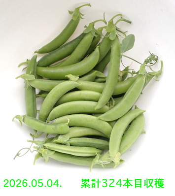 50. ���ʥå�2026.05.04.