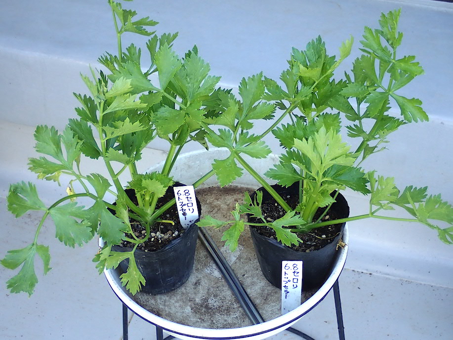 コスモスとニラの花がきれいです セロリとフリルレタスの植え替え 九条細ネギとパセリの種蒔き Heyモーの家庭菜園を楽しむ