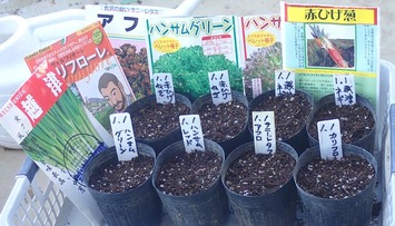 元旦蒔き2020.01.01