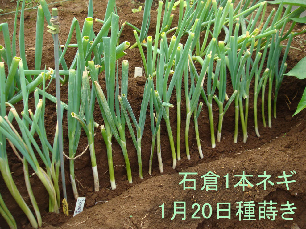 ナスの接木練習 サクサク王子ネオ再度収穫始め ネギの定植続き Heyモーの家庭菜園を楽しむ