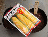 コーン種まき09.04.14.jpg