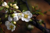 春の花2