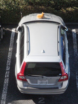 ネコ2010.0205.jpg