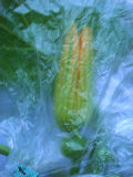 ET雌花雨避2010.06.27.jpg