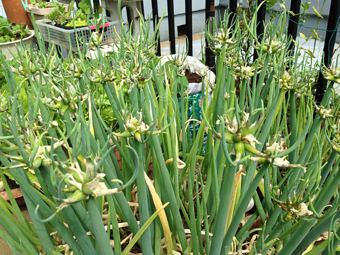 うちの絶滅危惧種 やぐらネギ です 固定種トマトの様子 Heyモーの家庭菜園を楽しむ