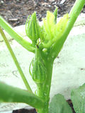オクラ2010.06.29.jpg