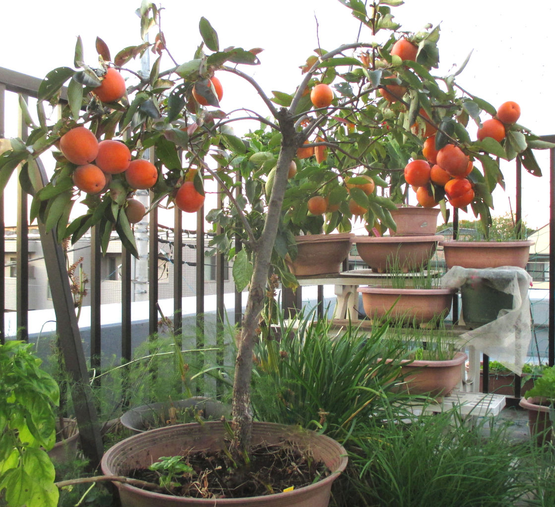 鉢植え栽培の柿 禅寺丸 の様子 Heyモーの家庭菜園を楽しむ