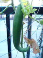 2010.07.22.キュウリ.jpg