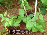 2012.08.09.トラ豆定植