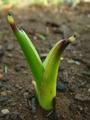 サトイモ発芽2012.05.26