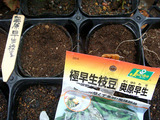 エダマメ種まき2010.07.29.jpg