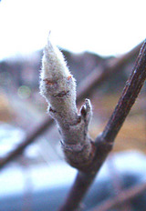 富士リンゴ2010.02.26.jpg