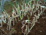 九条太ネギ仮植え09.07.27.jpg