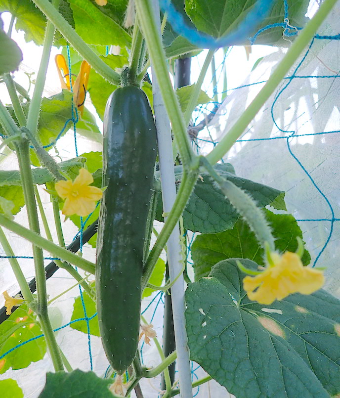 Heyモーの家庭菜園を楽しむ:「七夕きゅうり」の初収穫を果たせました!!!