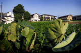 夏の畑2010.07.27.jpg