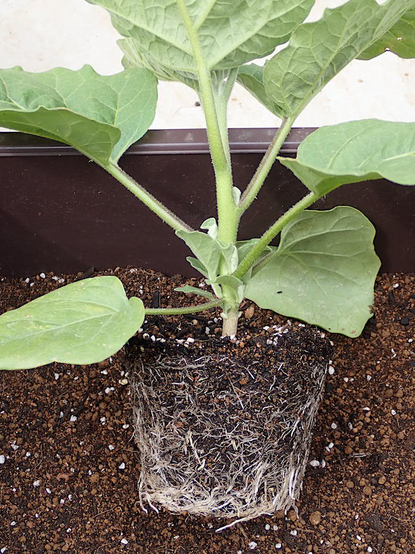 Heyモーの家庭菜園を楽しむ:ナスの定植が済みました! 母の日! 春栽培の京菜収穫!