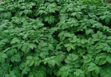 ジャガイモの森2012.05.24