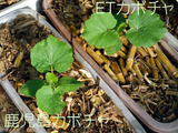 カボチャ定植2012.08.15