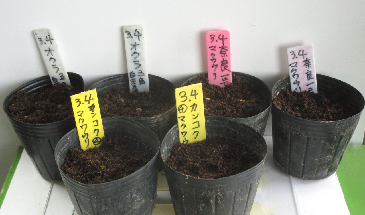 マクワウリ栽培します Heyモーの家庭菜園を楽しむ