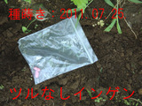 2ツル無しインゲン2011.07.24.