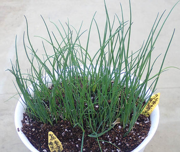 東京晩生ネギ2020.01.03