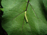 ナス害虫2010.07.25.jpg