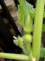 ETかぼちゃ2010.06.24.jpg