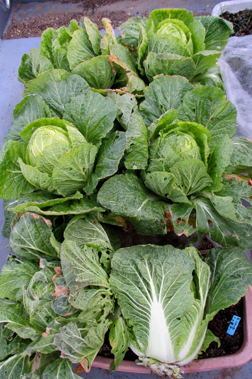 プランター栽培白菜収穫 Heyモーの家庭菜園を楽しむ