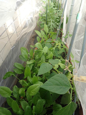 プランター栽培2019.12.27