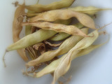 トラ豆自家採種2010.11.19