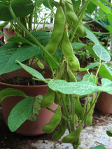 エダマメ2010.06.21.jpg