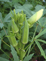 オクラ2011.08.26