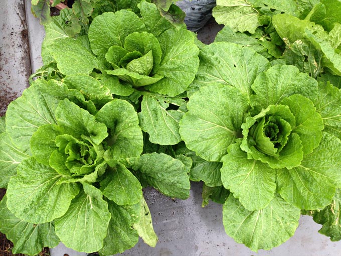 プランター栽培 白菜 と カブ Heyモーの家庭菜園を楽しむ