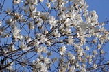 春の花11