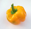 カラーピーマン収穫2011.10.23