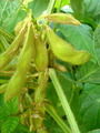 だだ茶豆2012.09.08