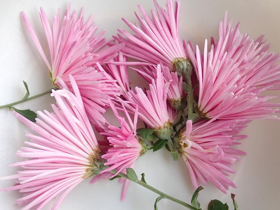 もってのほか 収穫 間引き 花心白菜 治郎丸ほうれん草 の様子 あやめ雪 と 青ちりめんチシャ 収穫 Heyモーの家庭菜園を楽しむ