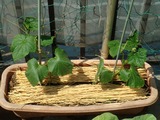 キュウリ2012.05.28