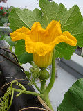 ET雌花開花2010.06.28.jpg