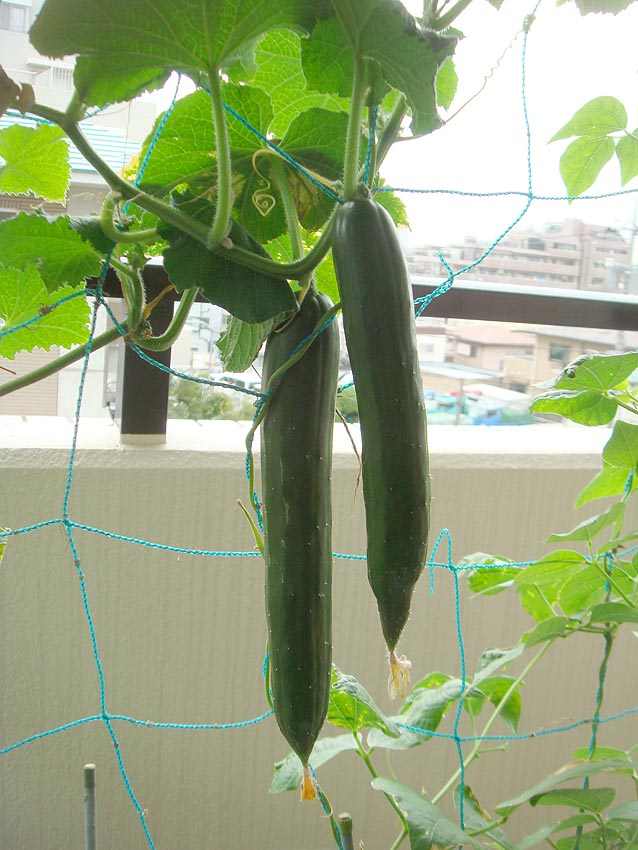 きゅうり はぐらうり 東京かぼちゃの雄花と雌花 庄内7号だだ茶豆 Heyモーの家庭菜園を楽しむ